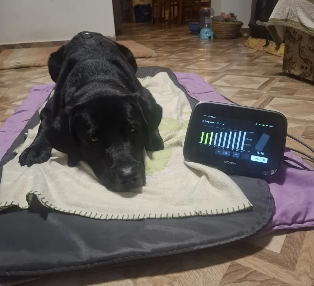 bemer ágy kutya dogline